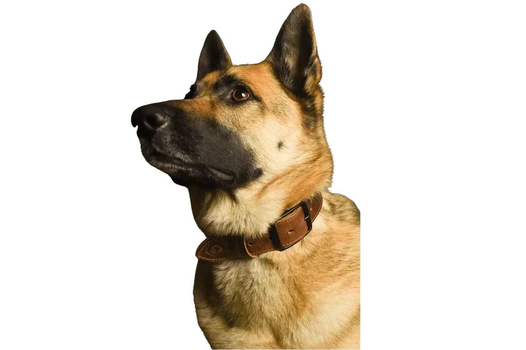 Essential Dog Collar