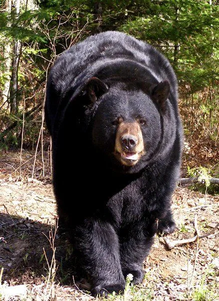 North American Bear Center