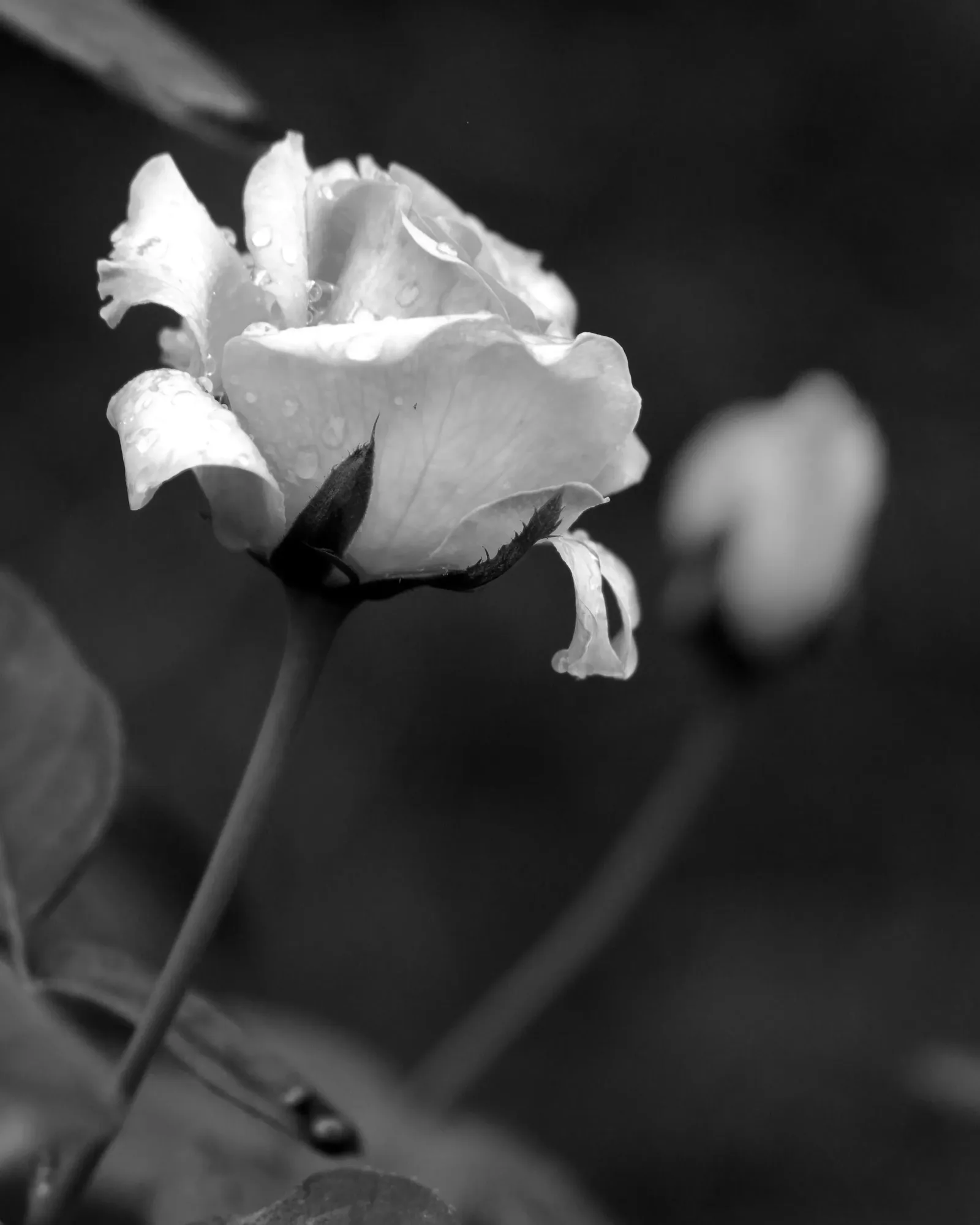 Meditation for Restoration