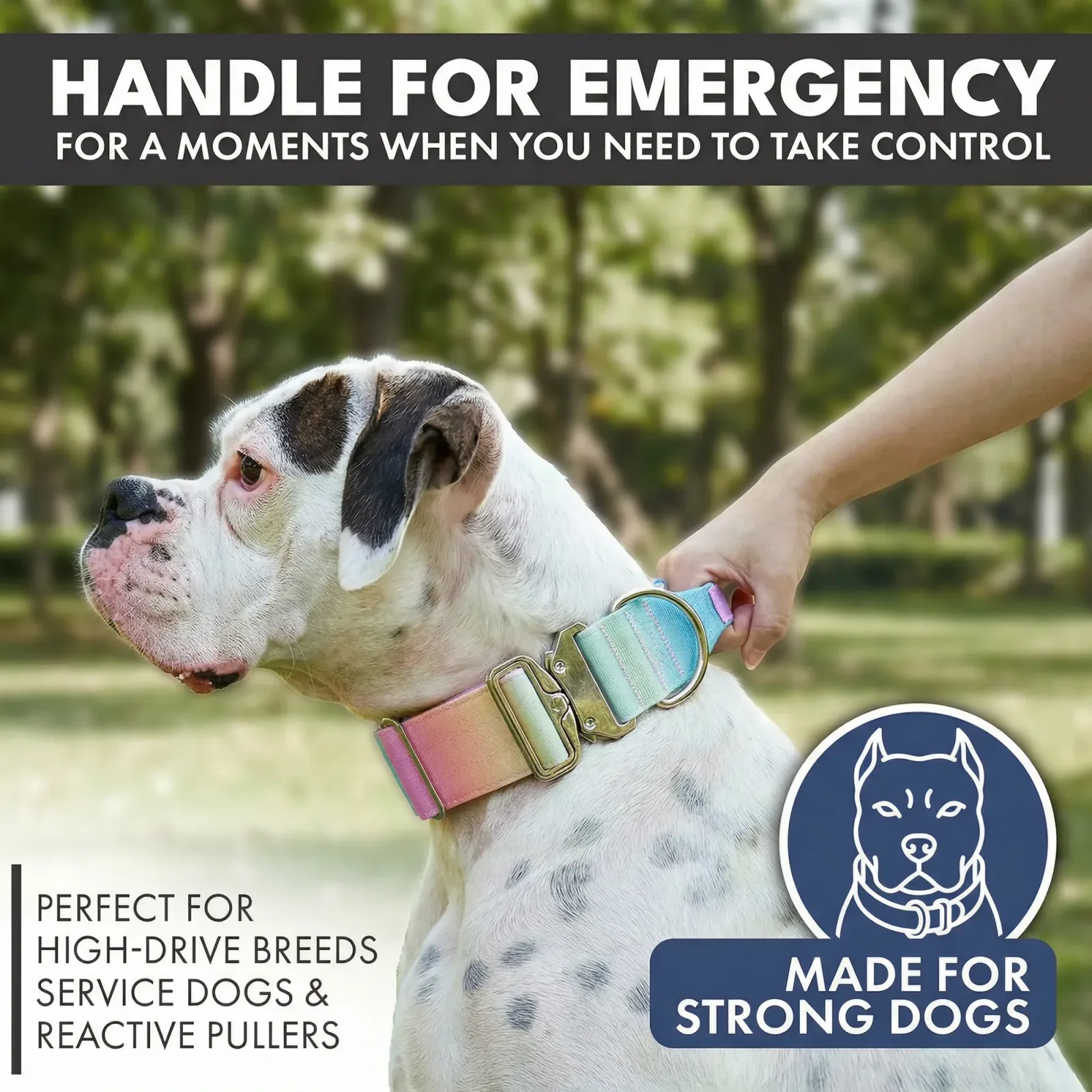 Comfort Control Collar and Multipurpose Leash Set – Pastel Icing