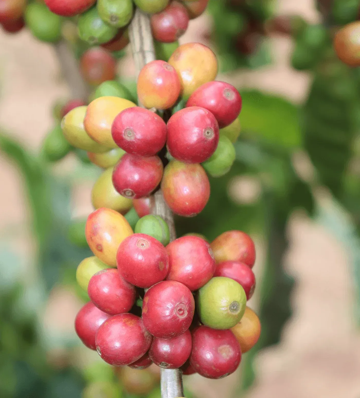 Kenya Kubwa
