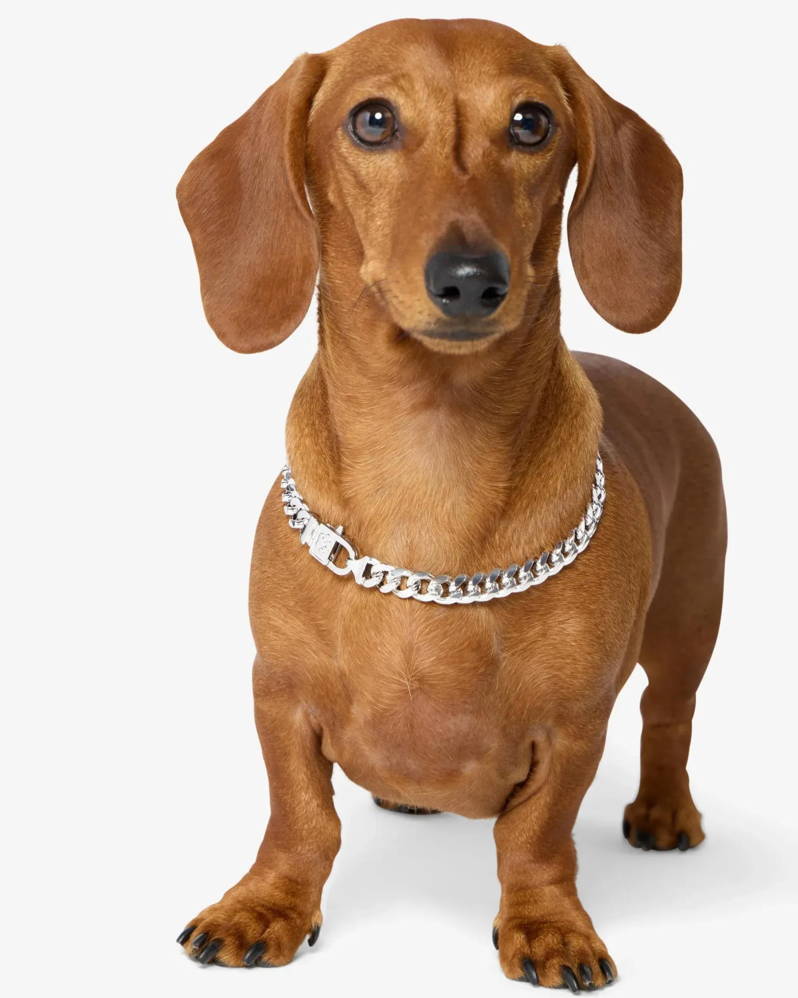 Thor Cuban Chain Pet Necklace 10.8mm – Silver
