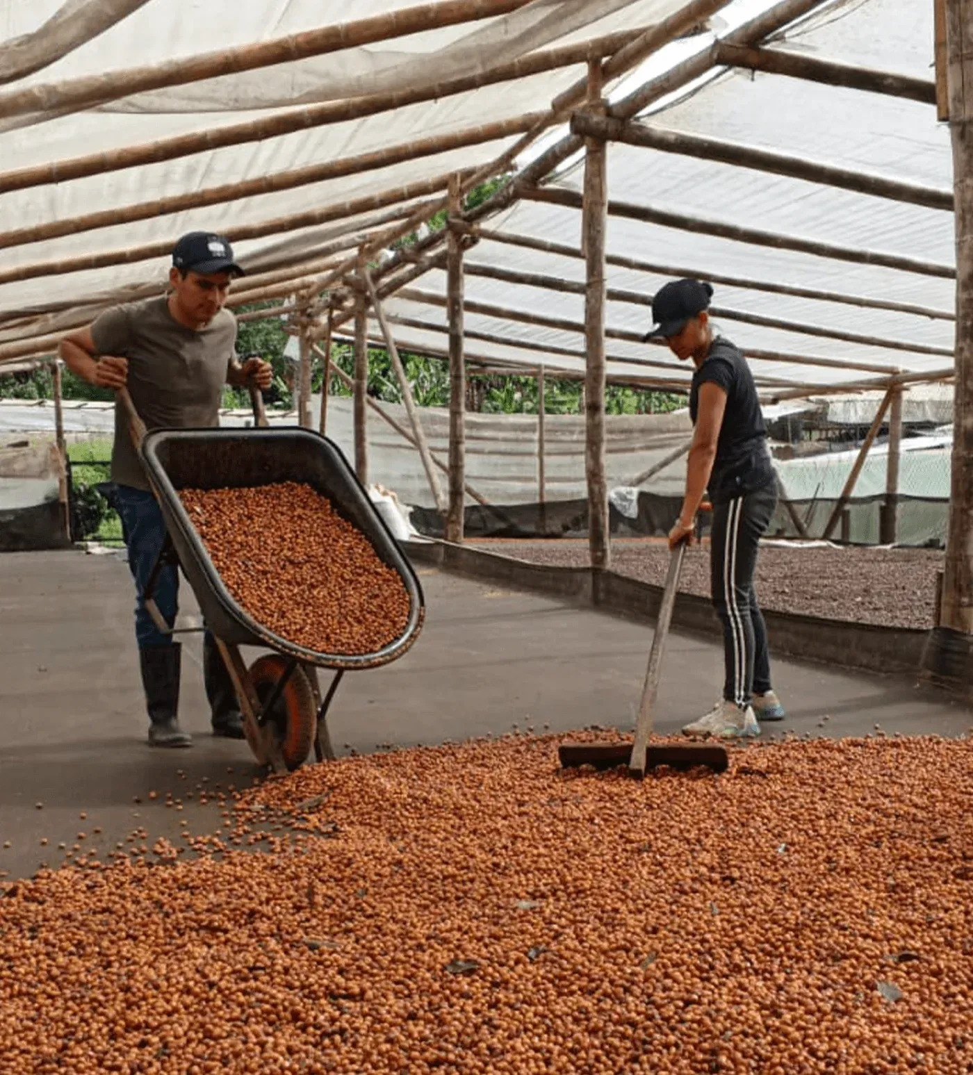 Colombia Gerson Mora Bourbon Aji Farmlevel Reserve