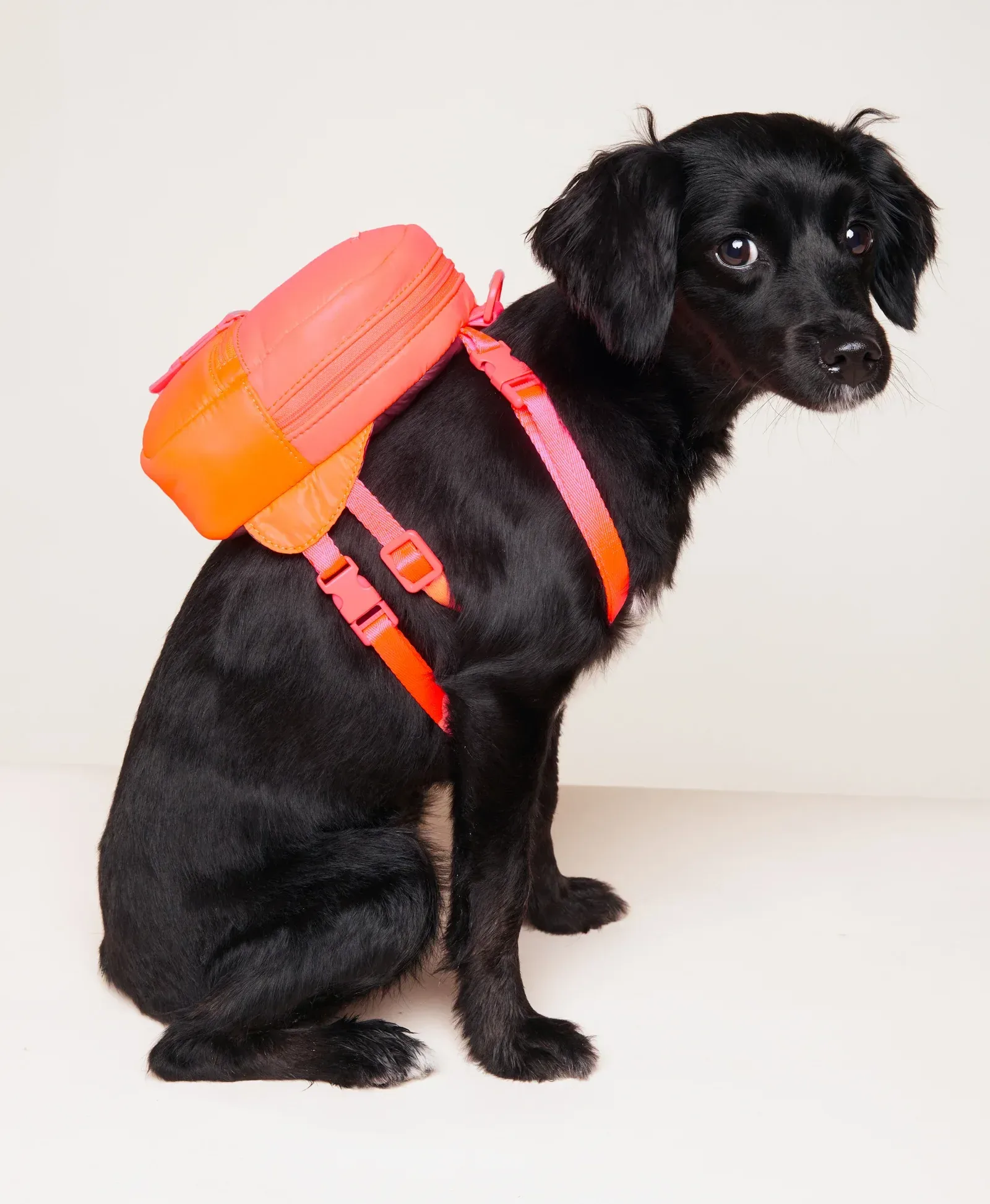 Dog Backpack