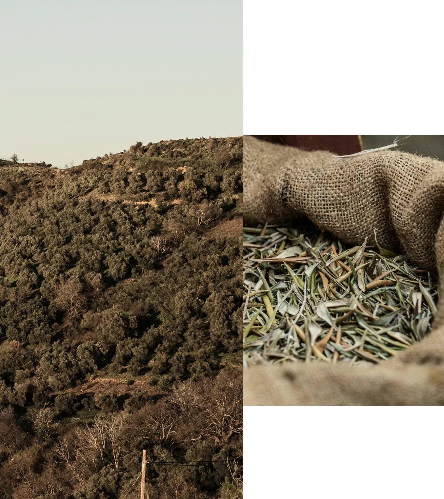 Pure Greek Olive Body Cream Olive Blossom