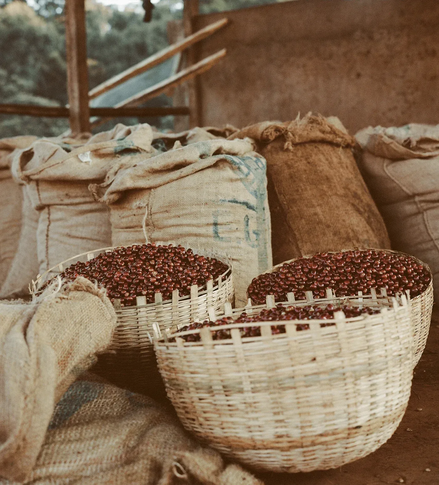 Ethiopia Chelchele