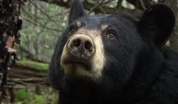 North American Bear Center