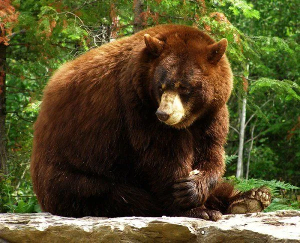 North American Bear Center