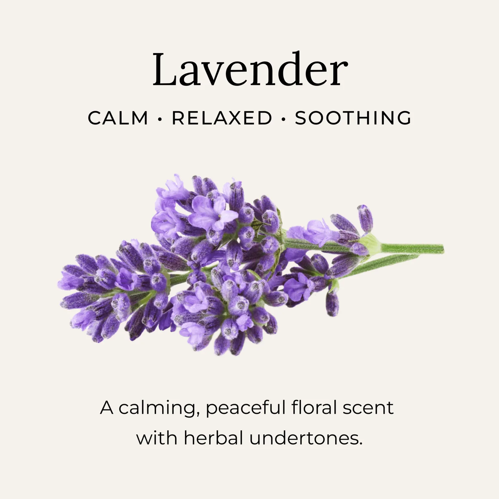 Lavender Body Oil