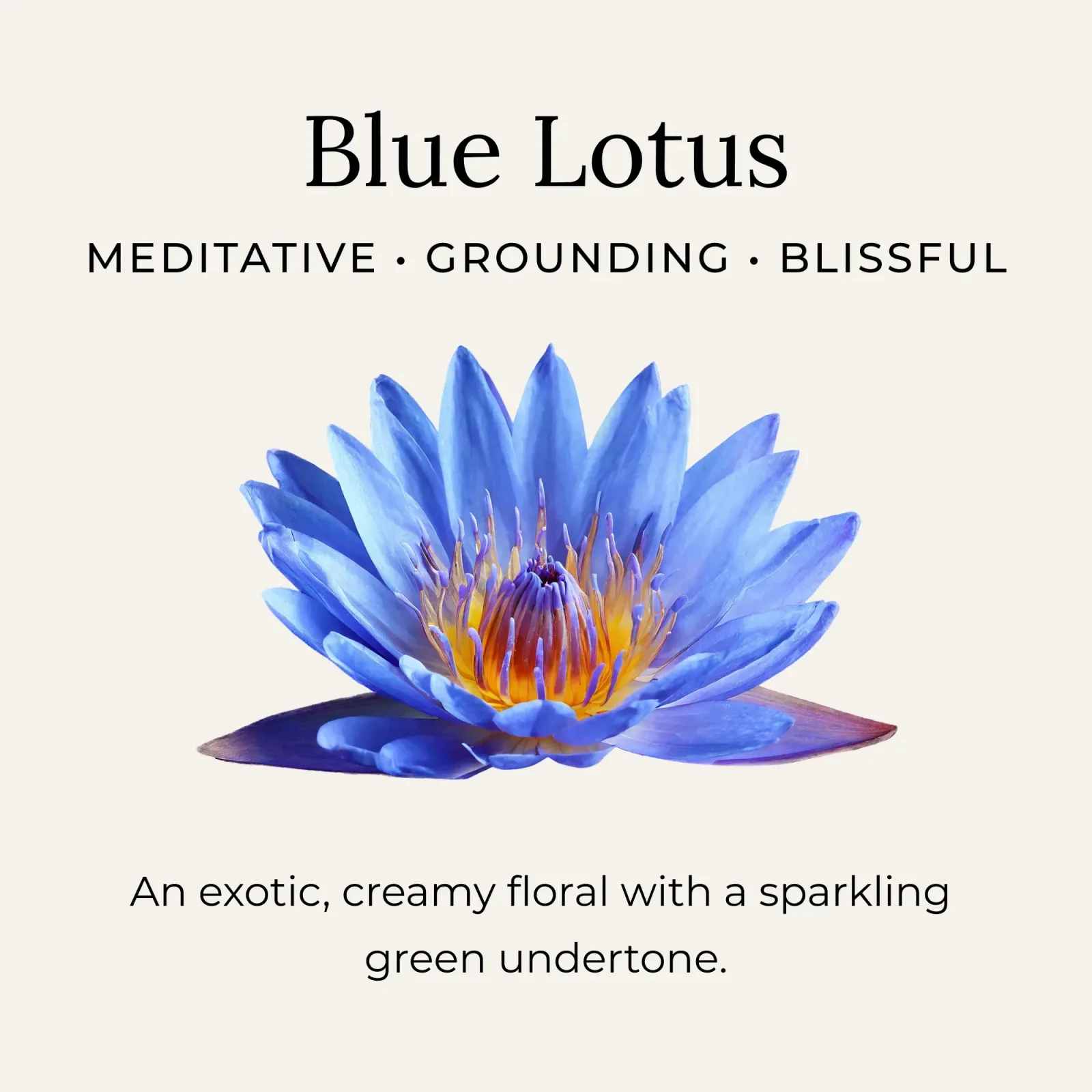 Blue Lotus Body Oil